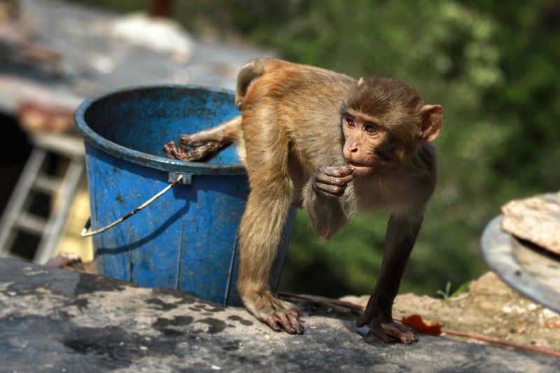 непал, обезьянки, мартышки, катманду, путешествия, животные, ведро, вода, жара Водные процедуры :) фото превью
