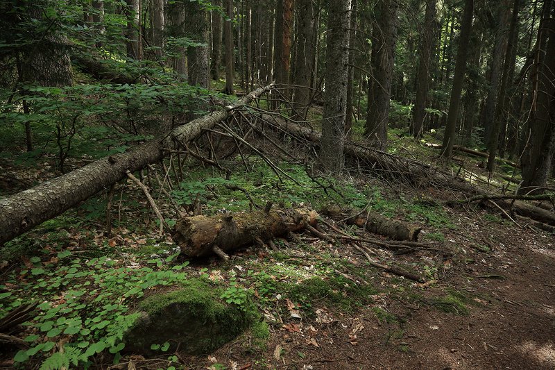 тебердинский, заповедник, кчр, карачаево, черкессия, домбай  фото превью