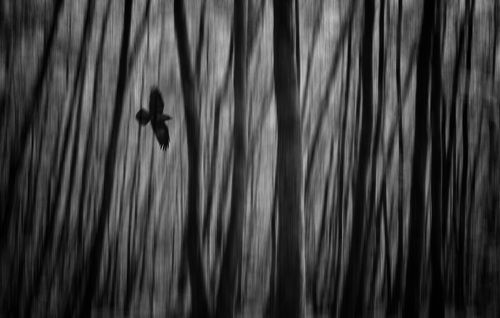 Lonely Forest 