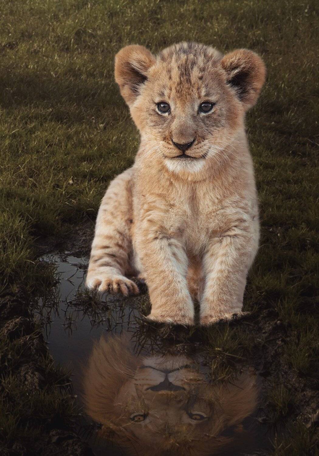 львенок, лужа, трава, Sergii Vidov