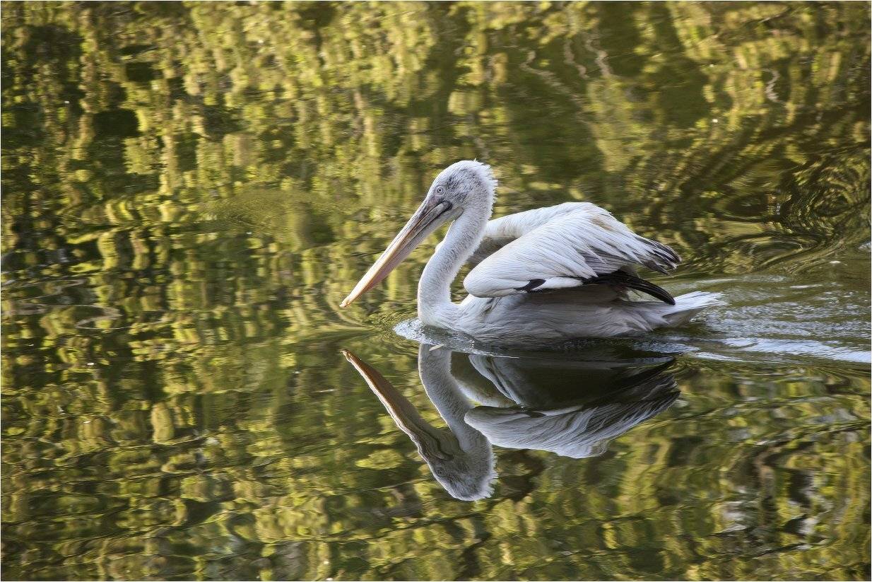 пеликан, КарОл