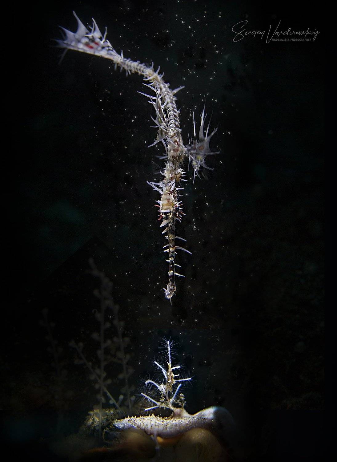 Solenostomus paradoxus, Sergey Verderevskiy