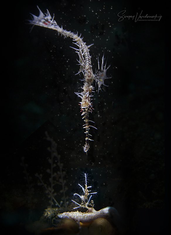 Solenostomus paradoxus Магический луч фото превью