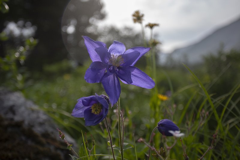 цветы, красиво, природа, горы Когда в горах цветёт аквилегия фото превью