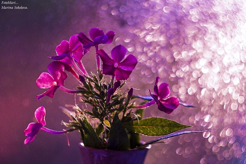 Флокс. фото превью