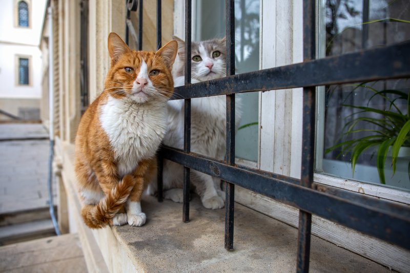 Двое фото превью