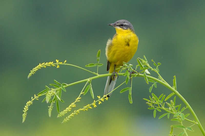 Желтая трясогузка фото превью