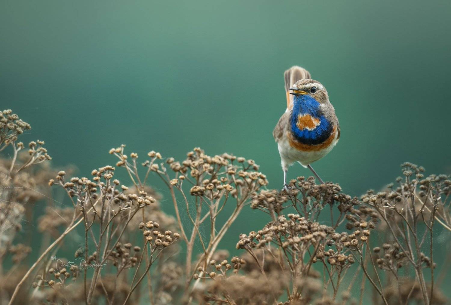 природа, лес, животные, птицы, Дмитрий Посевич