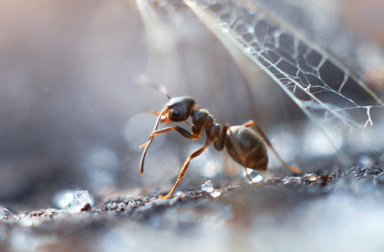 муравей, макро, природа, красота, лето, утро, роса, капли, Людмила Гудина