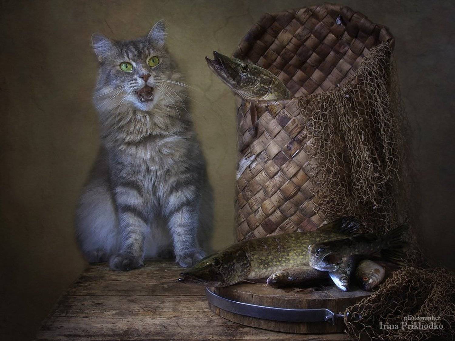 котонатюрморт, зоонатюрморт, кошка Масяня, улов, щуки, плетеный берестяной короб, домашние животные, питомцы, Ирина Приходько
