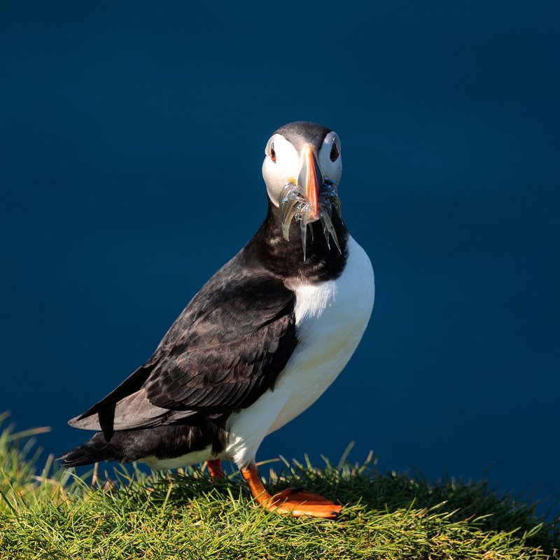 фареры фарерские острова птицы паффины тупики  Паффины на Фарерах фото превью