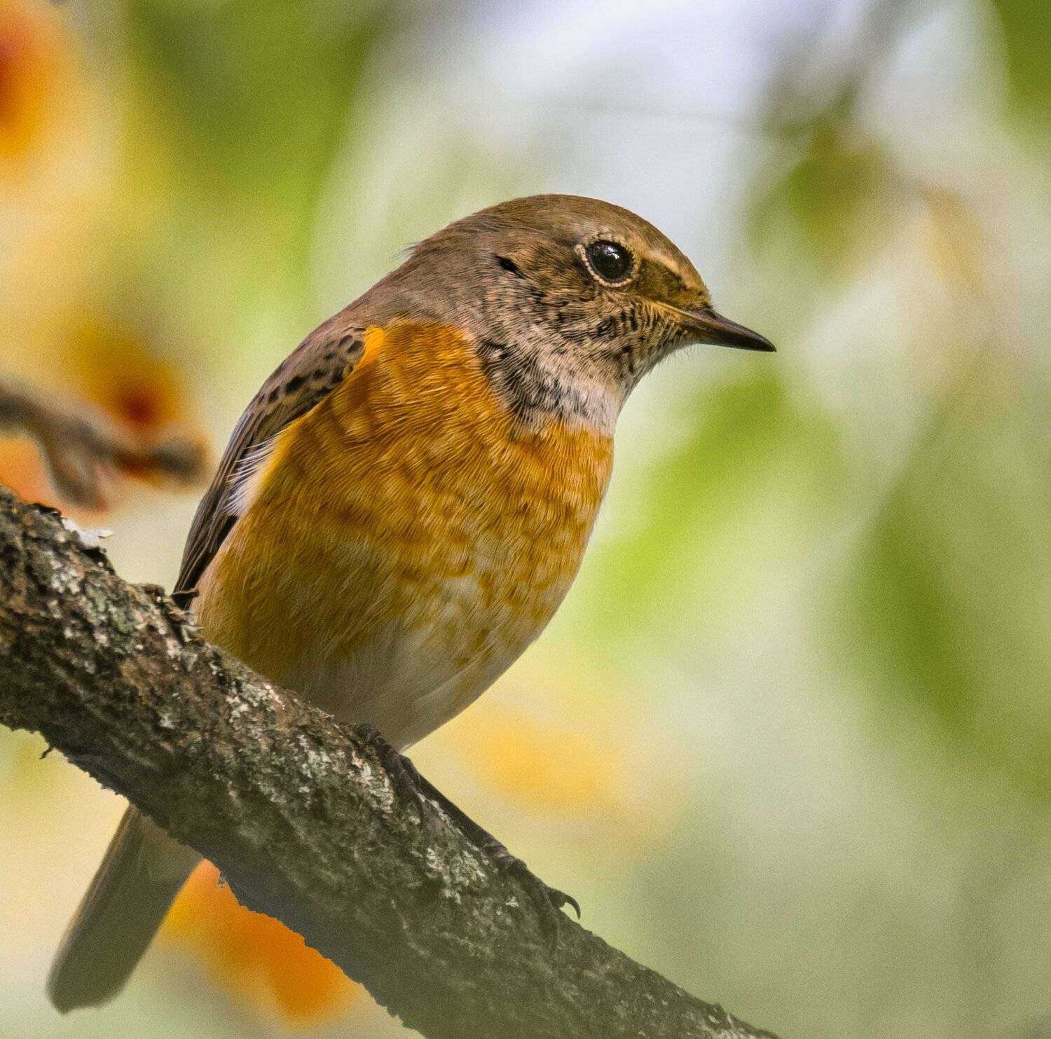, Курлянцев Алексей