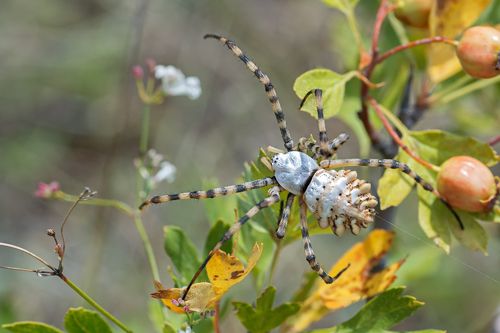 (Argiope lobata)