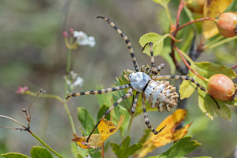 паук,лапы,вода,глаза,свет,блик,солнце (Argiope lobata) фото превью