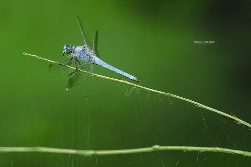 Blue dragonfly