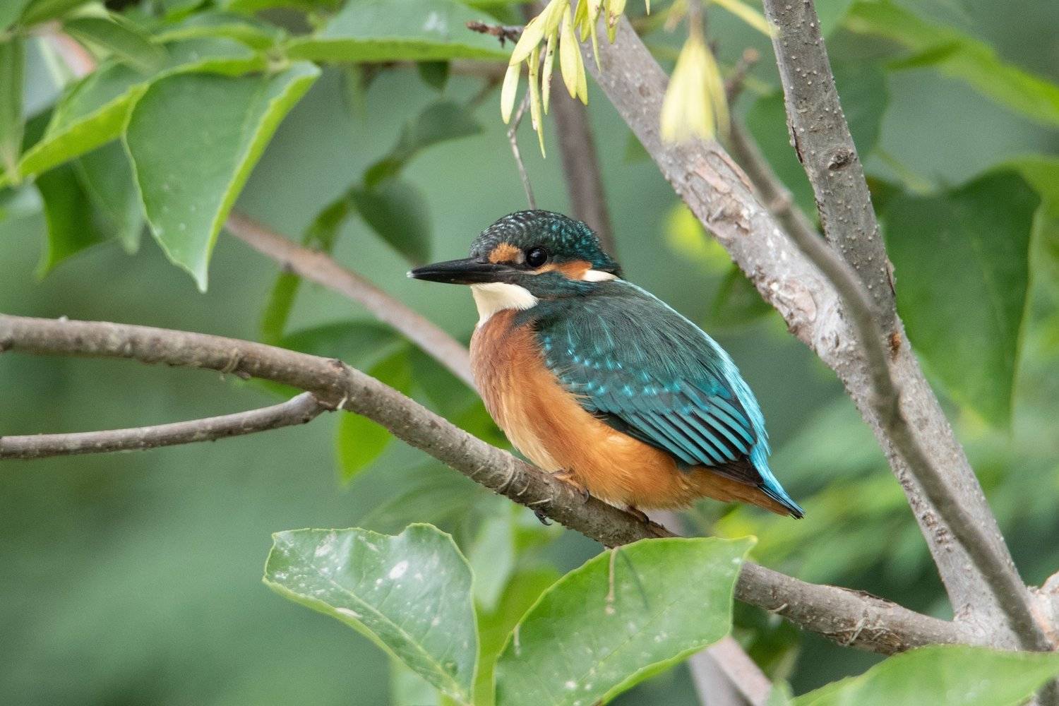 , Цветков Сергей