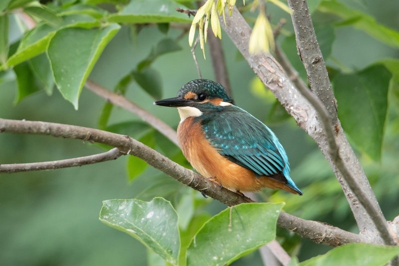 Портрет зимородка фото превью