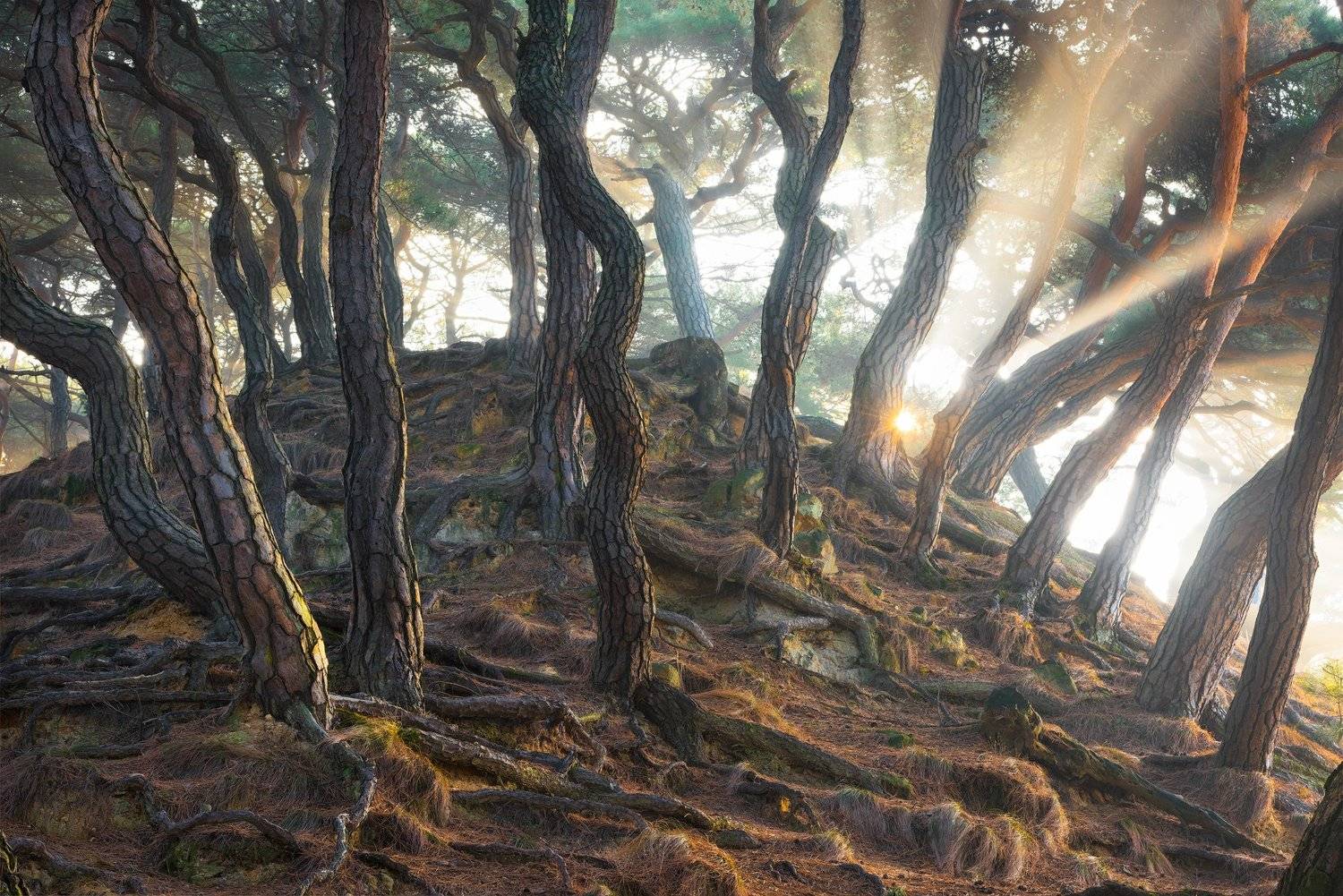 pine, forest, light, woods, roots, nature, tiger skin, trees, trunks, snake, Jaeyoun Ryu