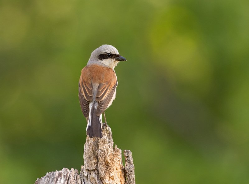 жулан сорокопут жулан фото превью
