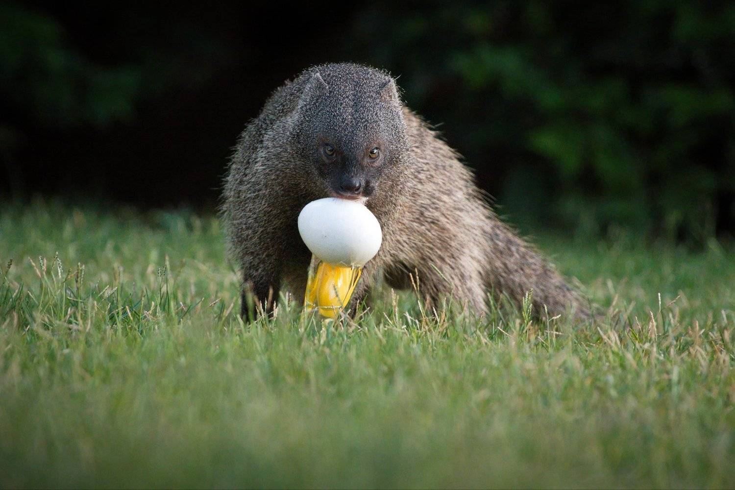 мангуст, Александр Перов