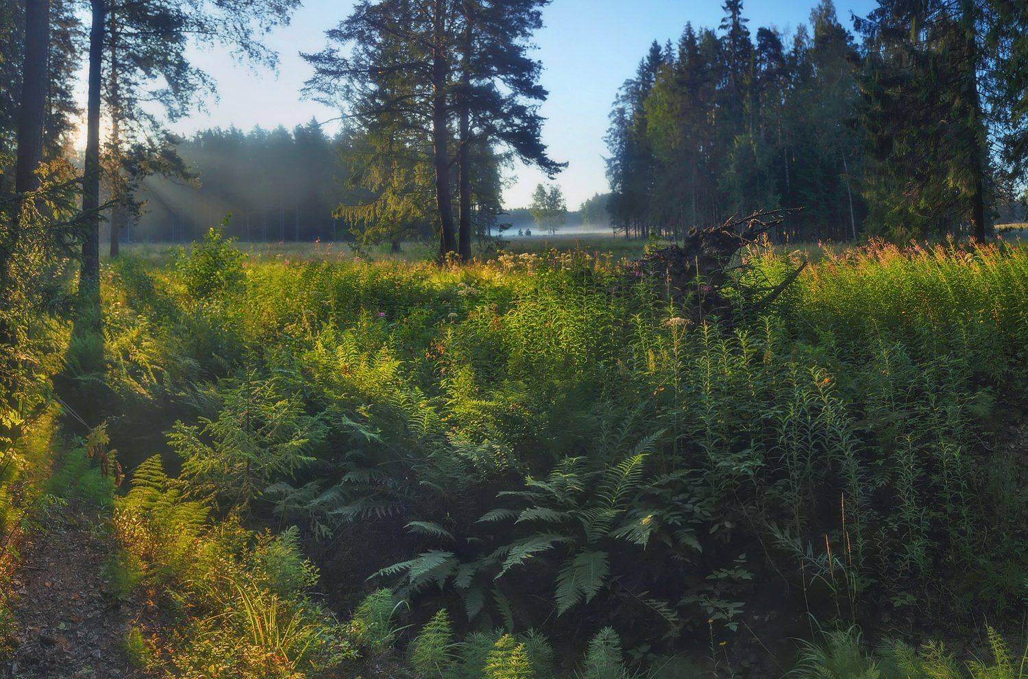 рассвет, туман, питер, павловскийпарк, Таня SHE (Aiya)