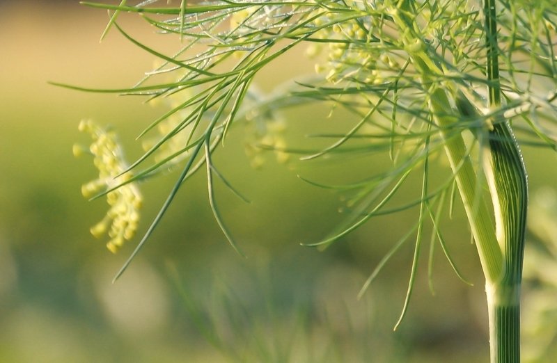 Укропчик фото превью