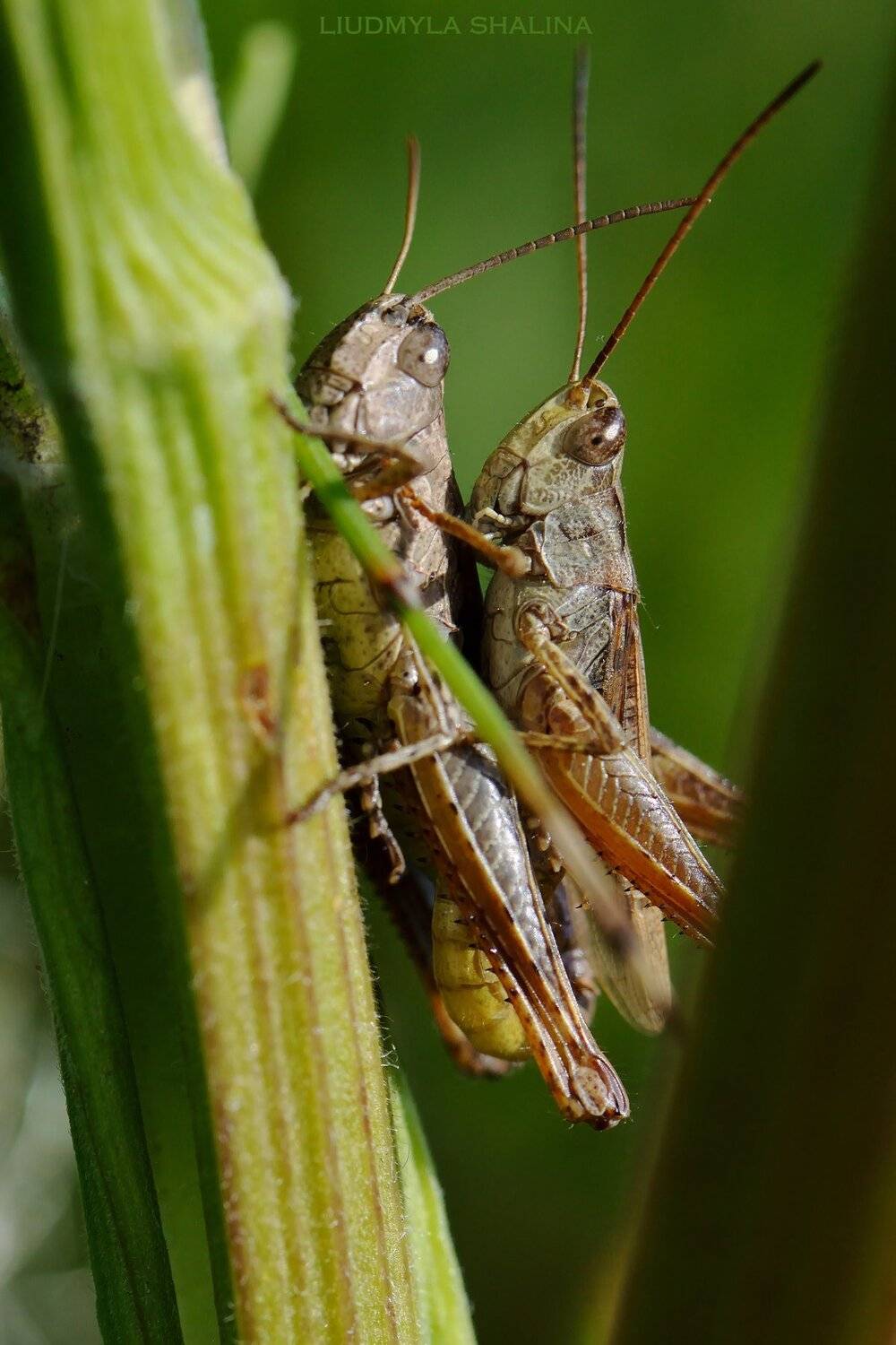 , Людмила Шалина