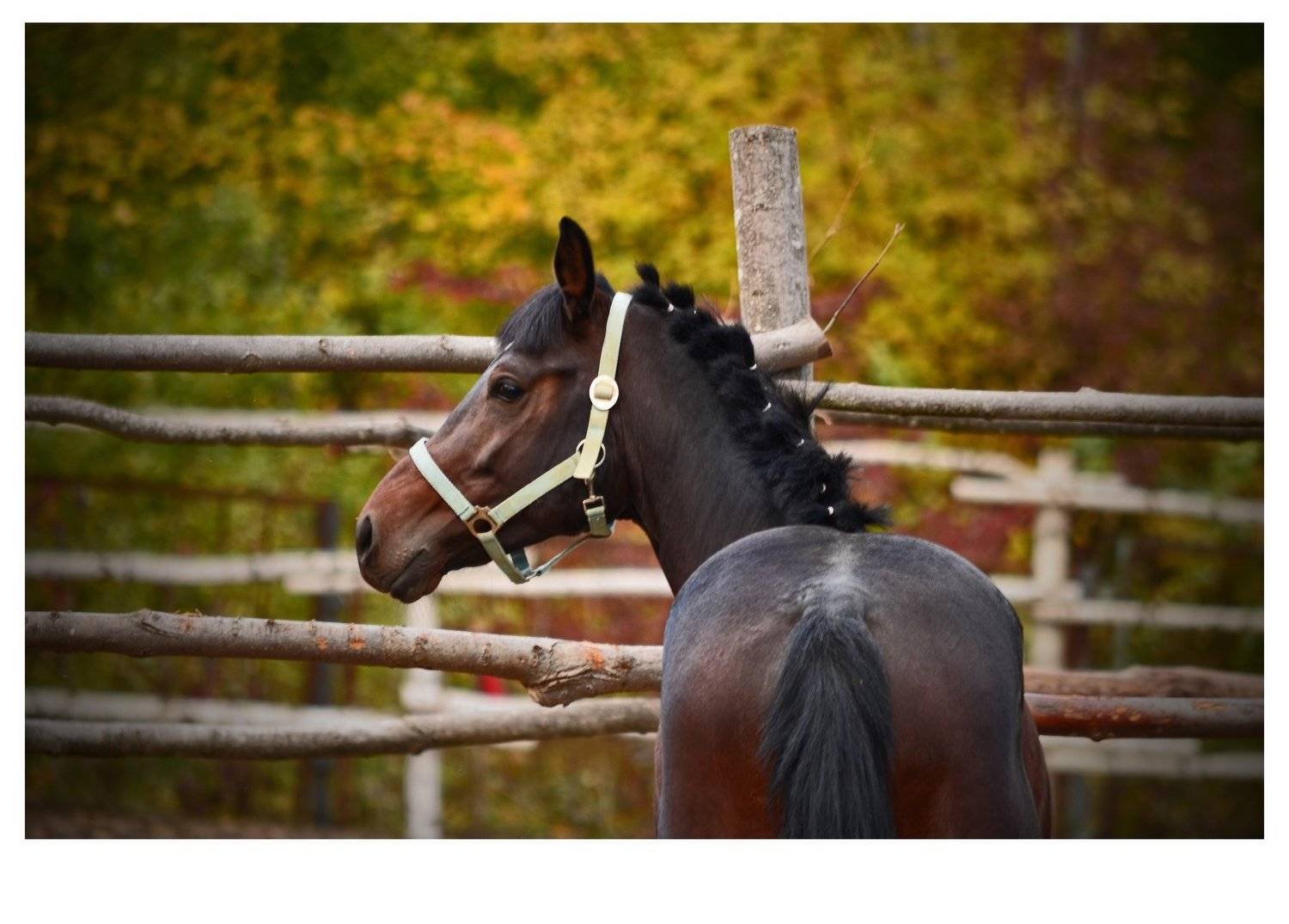 животные ,лошадь., Татьяна