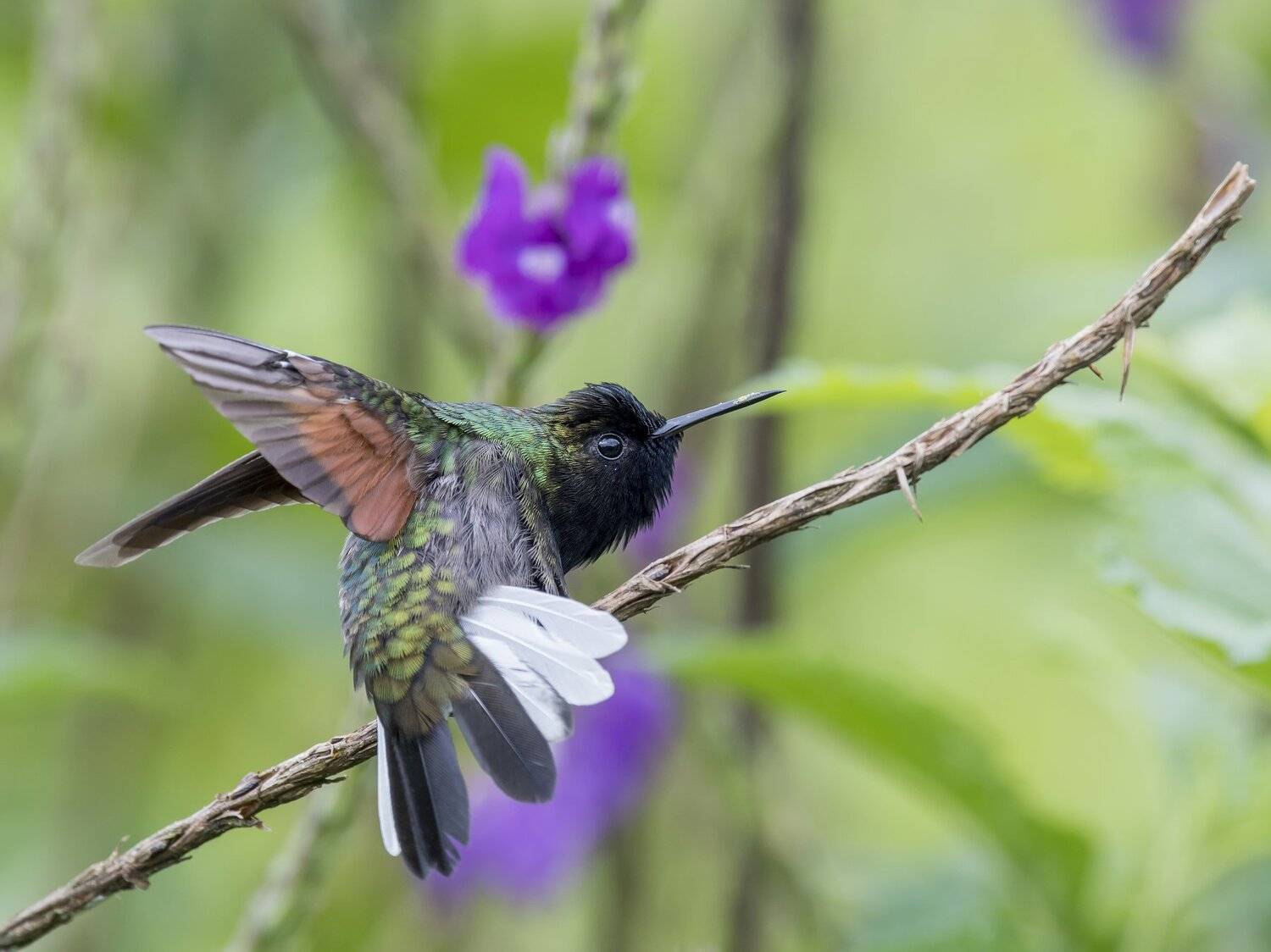 , Fernando Burgalin Sequeira