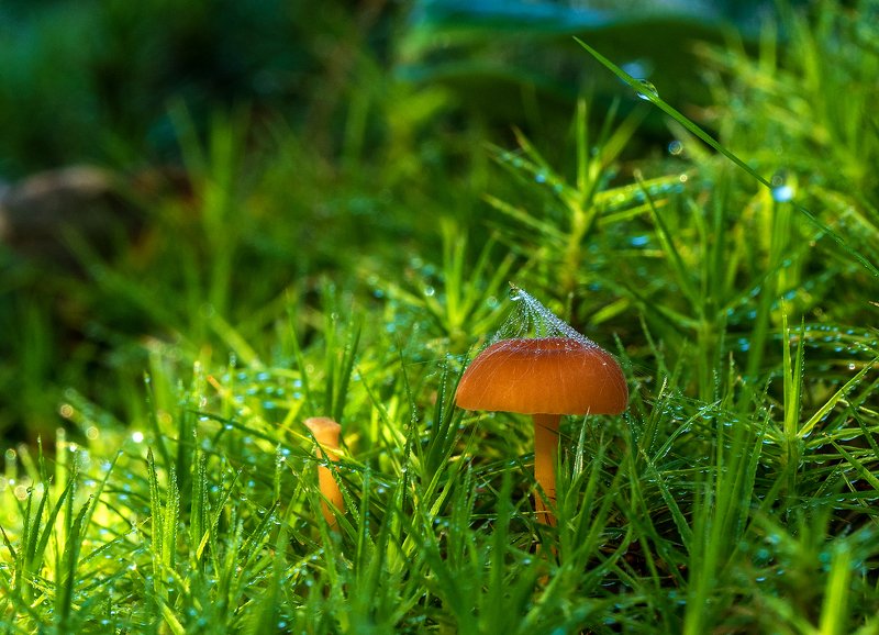 Про поганочки фото превью