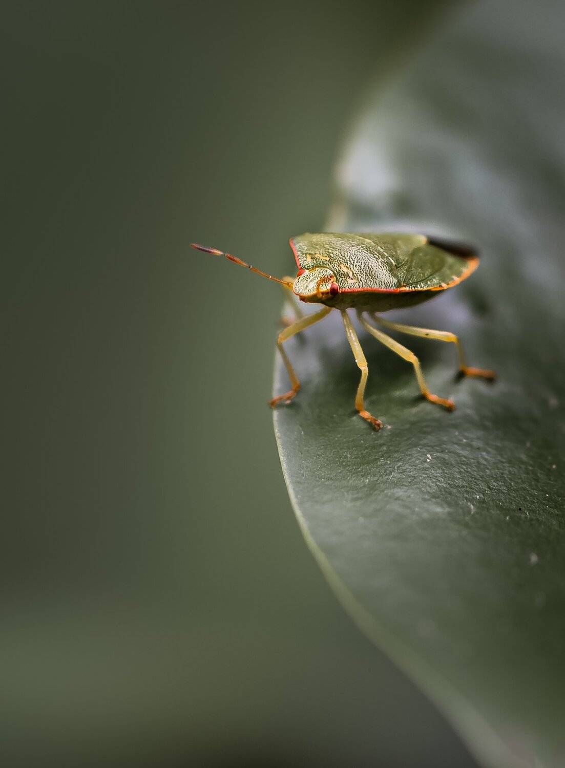 природа, макро, насекомое, клоп, лист кувшинки, Неля Рачкова