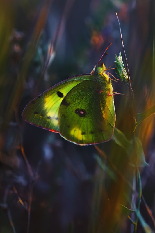 бабочка,лист,трава,солнце,крылья,свет,блик,цветок *** фото превью