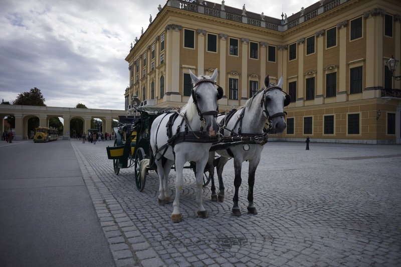 VIENNA. Carriage фото превью