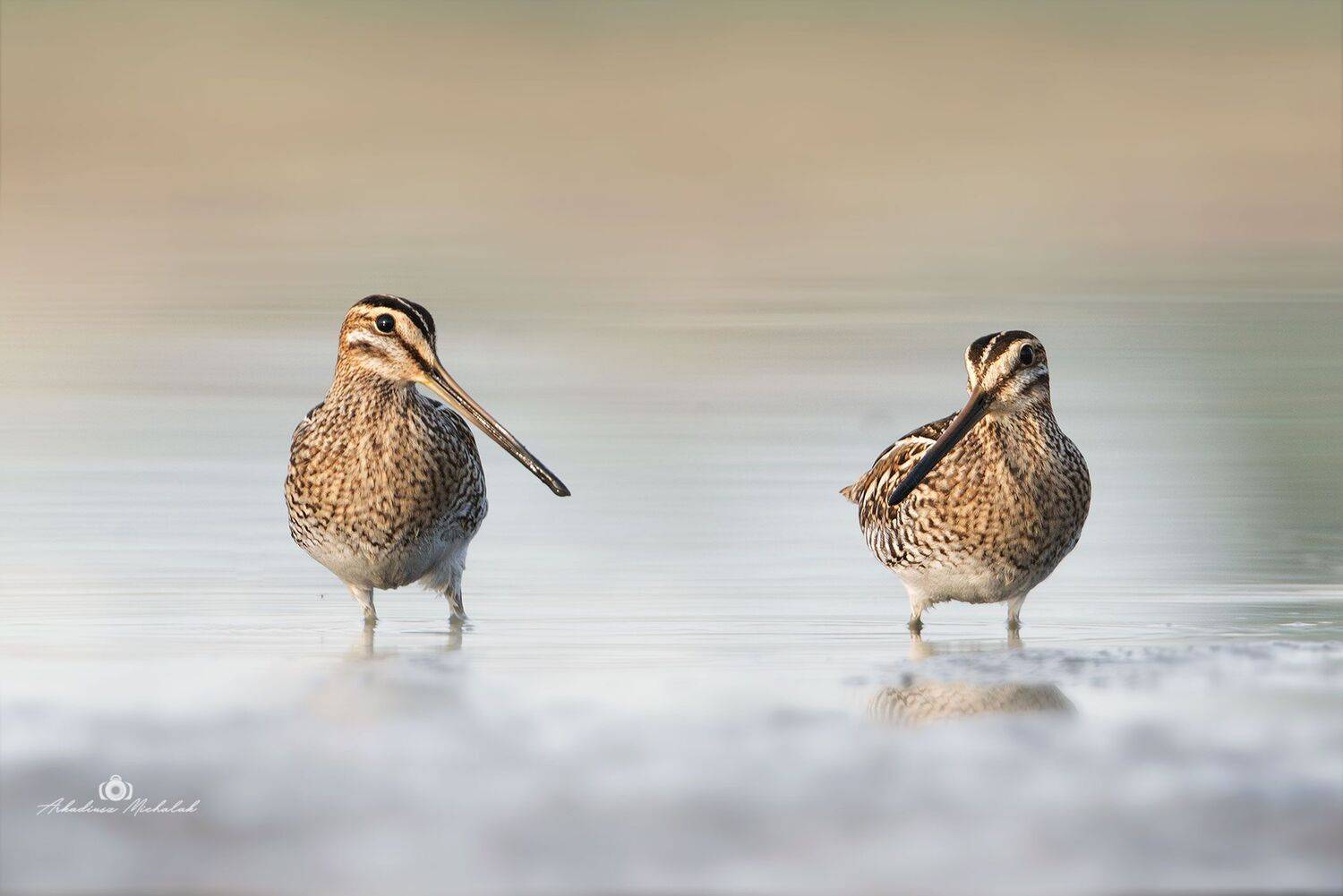 , Arkadiusz Michalak