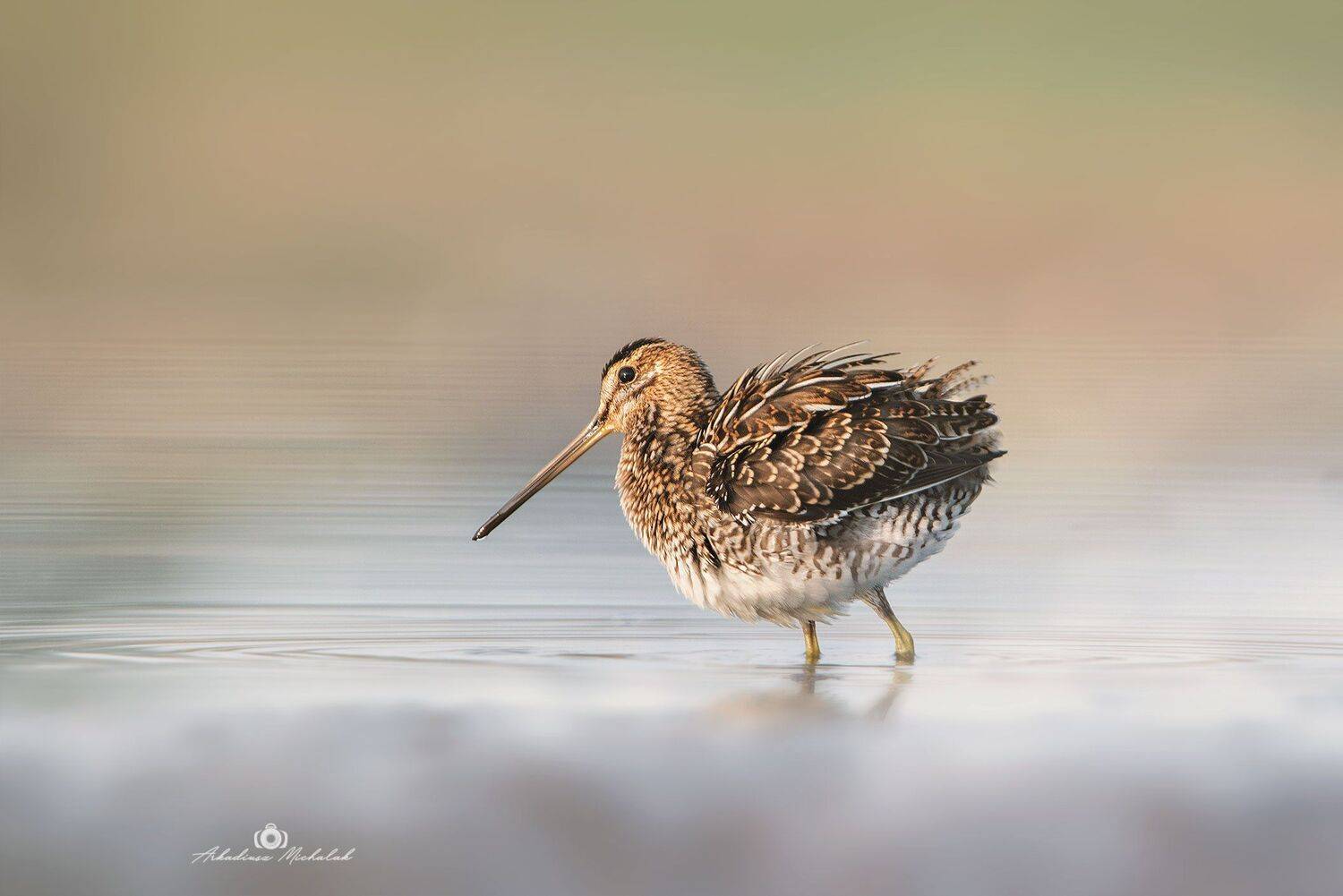 , Arkadiusz Michalak