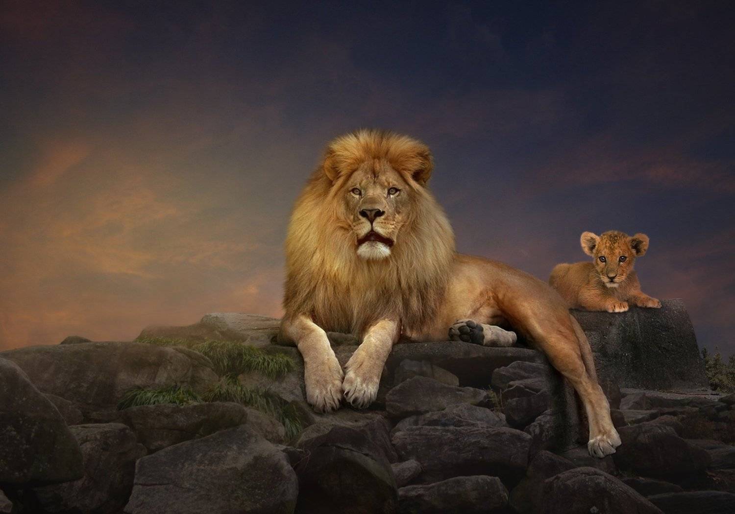 лев, львенок, скала, облака, Sergii Vidov