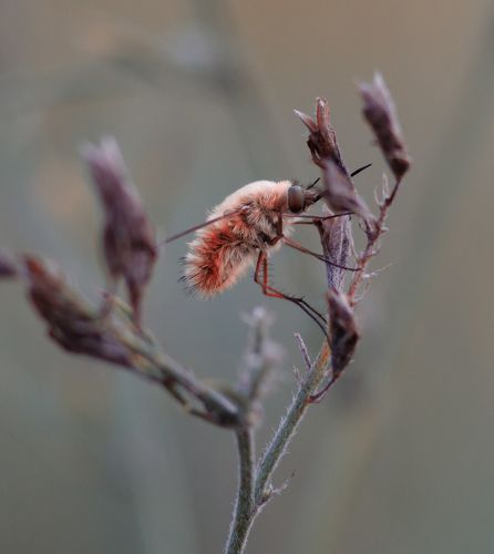 Жужжало Большой, он же Bombylius major
