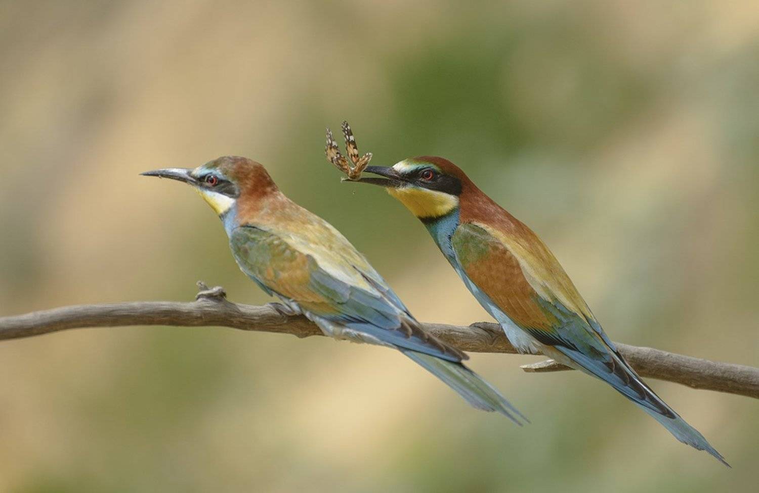, Анатолий Зверев
