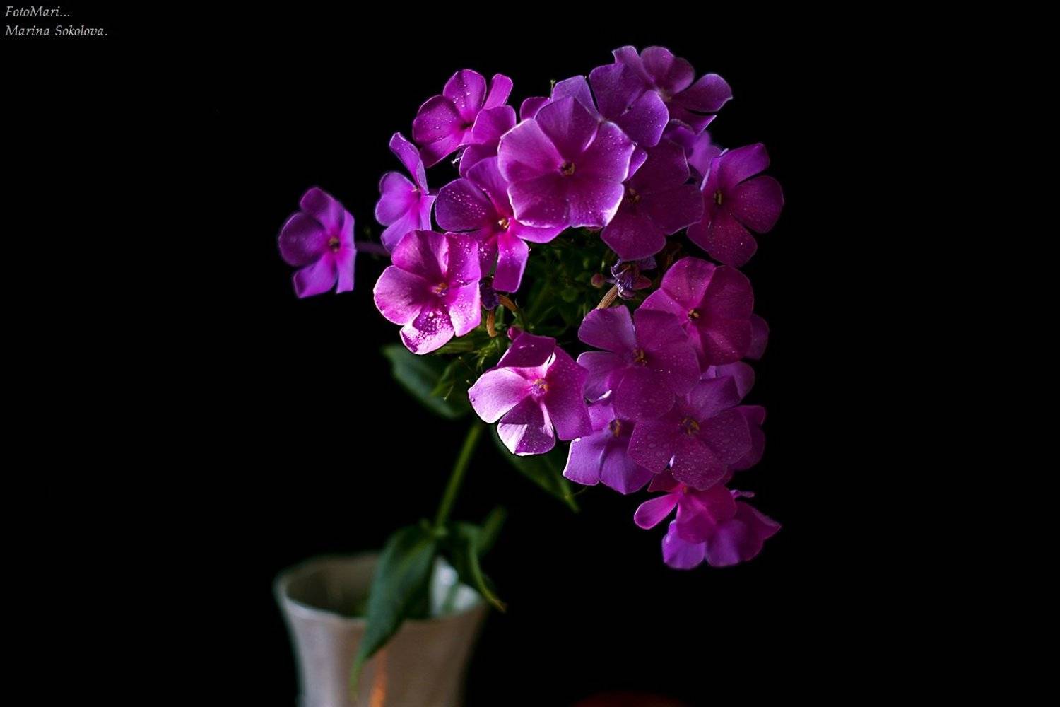 , Марина Соколова