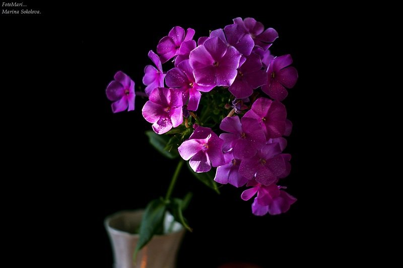 Про флокс. фото превью