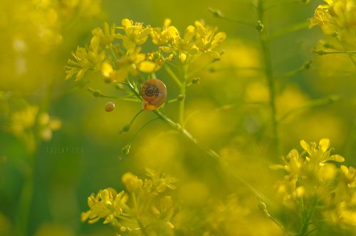 Солнечный Жёлтый