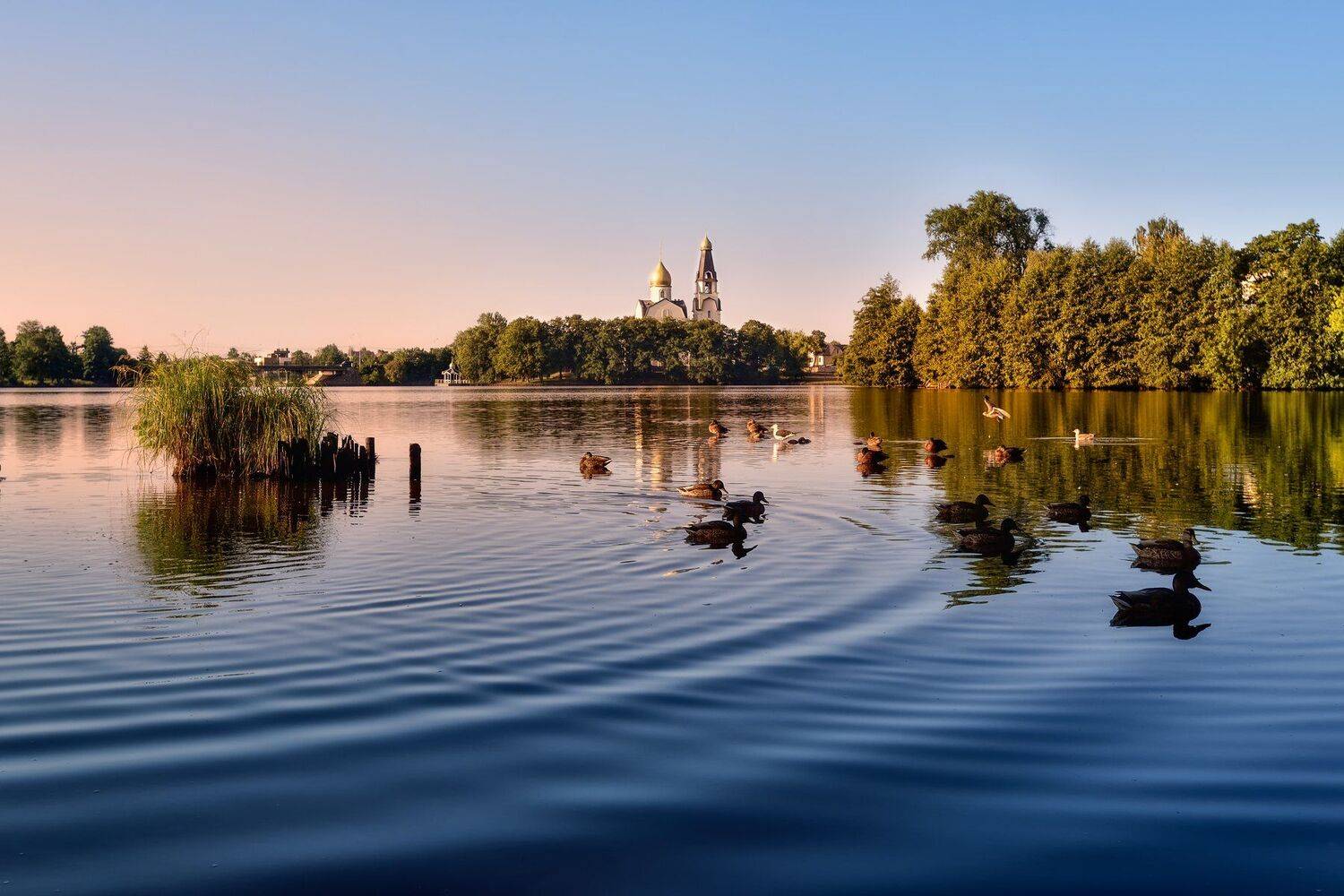 утро,озеро,утки,храм, Виталий Полуэктов