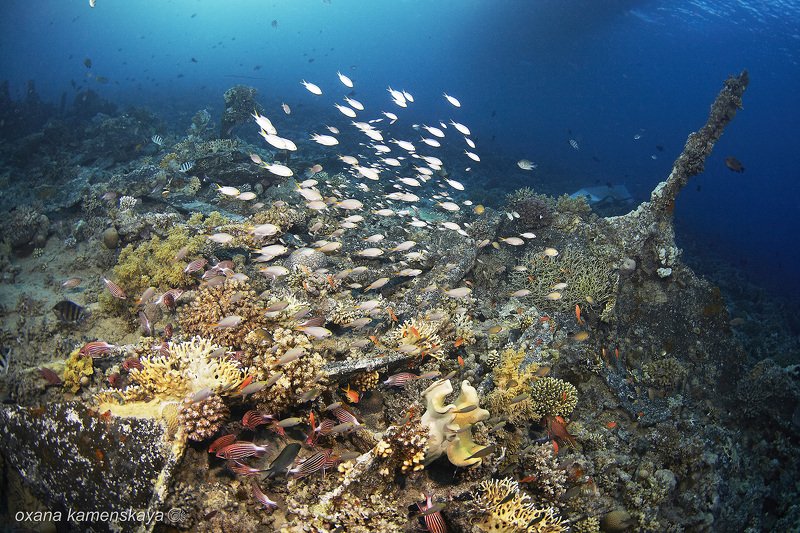 Подводный пейзаж фото превью