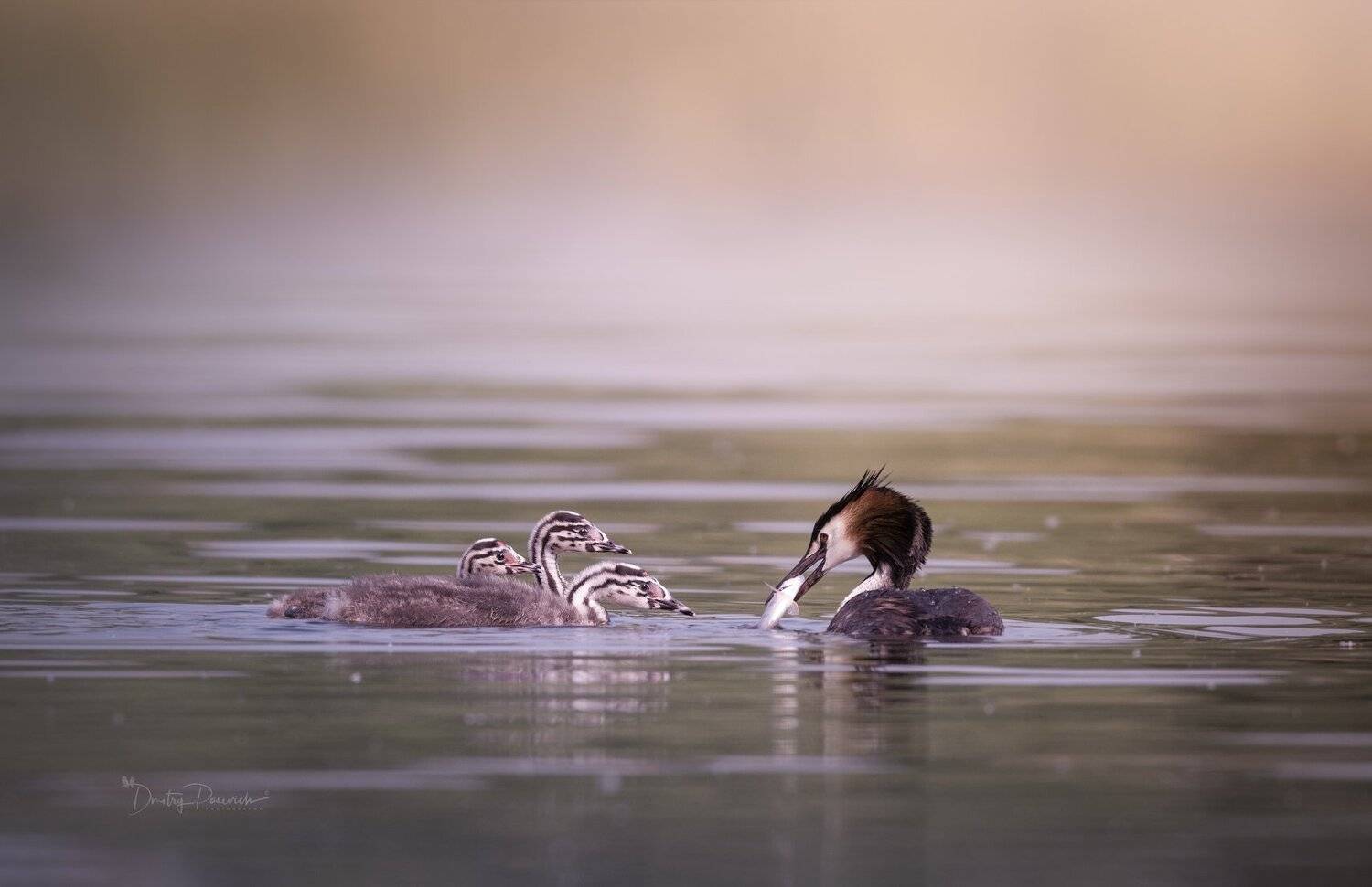 природа, лес, животные, птицы, Дмитрий Посевич