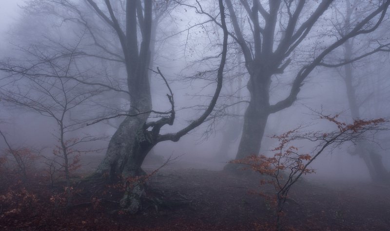 крым, природа, осень, природа крыма, фототур, туры в крым, тур по крыму, пейзаж, лес, осенний крым, россия, туризм, путешествия В гостях у тумана фото превью