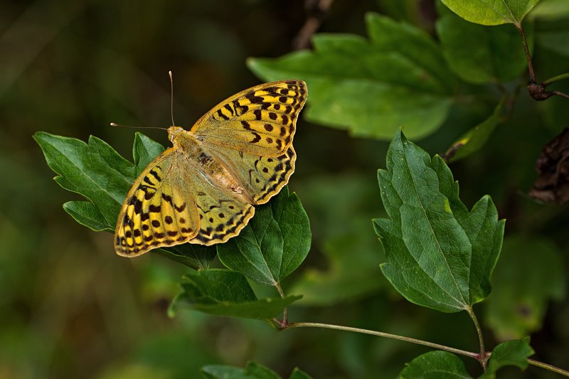 бабочка,лист,трава,солнце,крылья,свет,блик,цветок *** фото превью