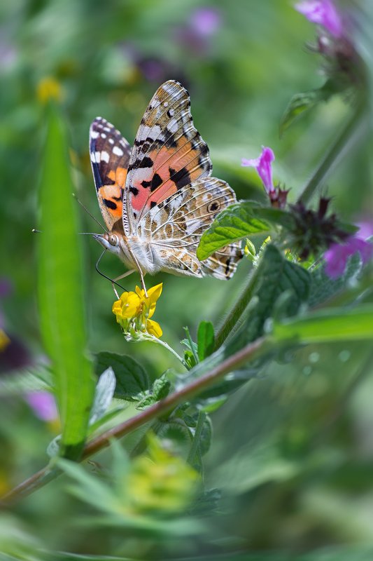 бабочка,лист,трава,солнце,крылья,свет,блик,цветок *** фото превью