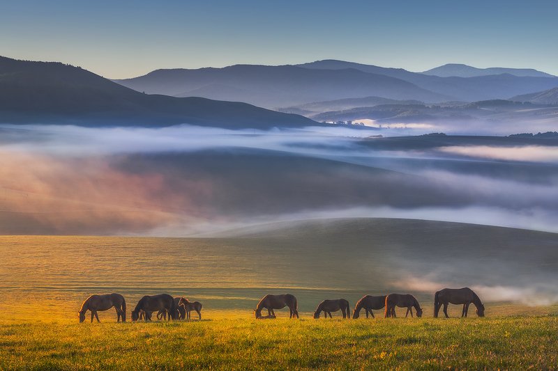 алтай, лошади, рассвет, россия На рассвете. фото превью