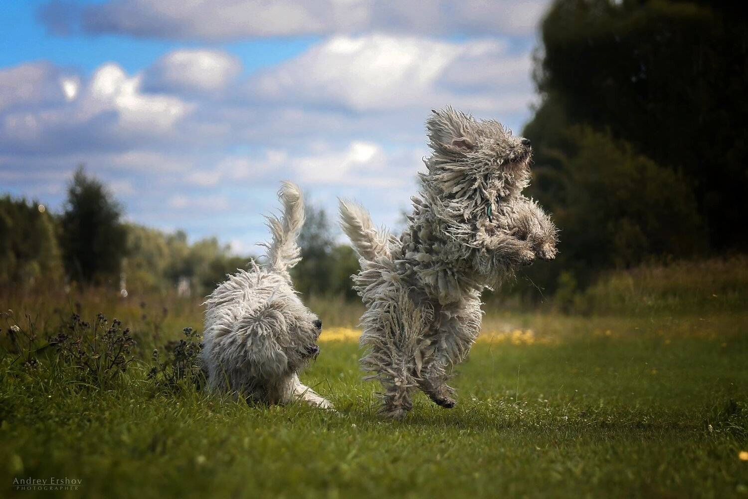 , Андрей Ершов
