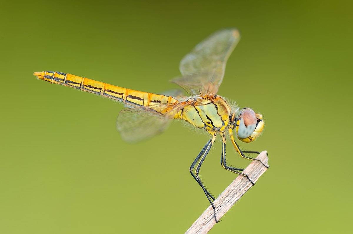 , Александр Земляной